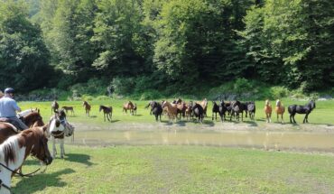 Passeggiate a cavallo