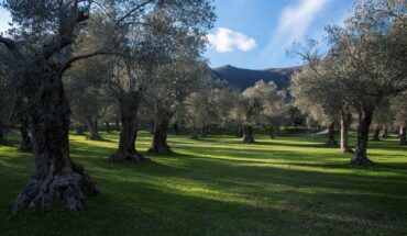 Ente Parco Regionale dell’Olivo di Venafro