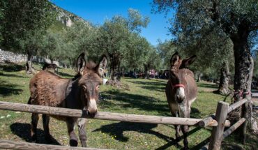 Ente Parco Regionale dell’Olivo di Venafro