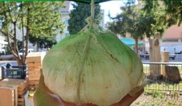 Fiera delle Cipolle