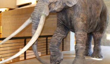 Museo Nazionale del Paleolitico