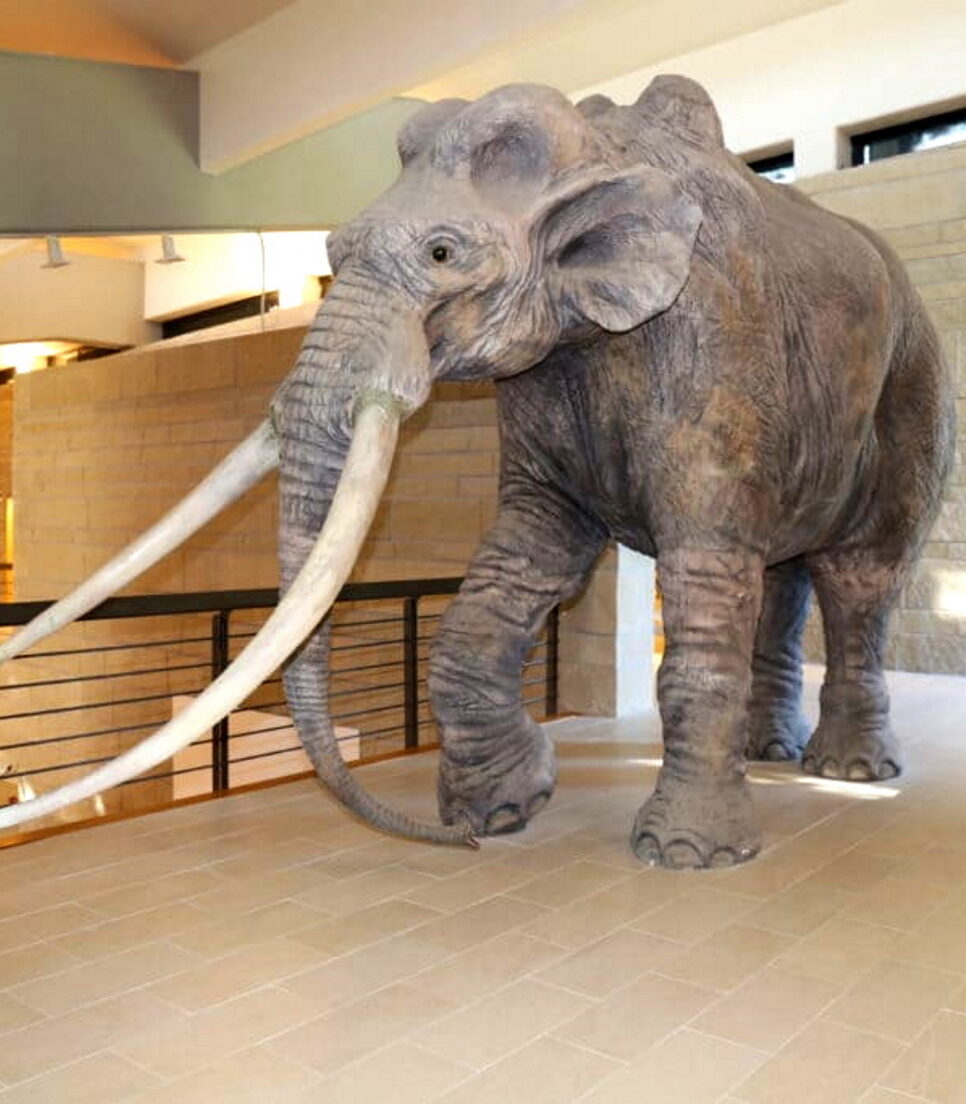 Museo Nazionale del Paleolitico