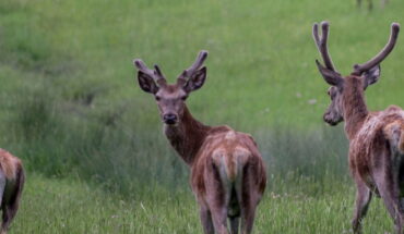 Riserva naturale MAB di Collemeluccio-Montedimezzo