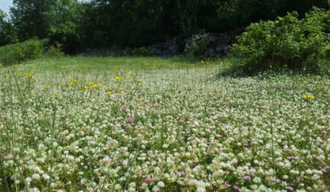 Area Archeologica di San Pietro dei Cantoni