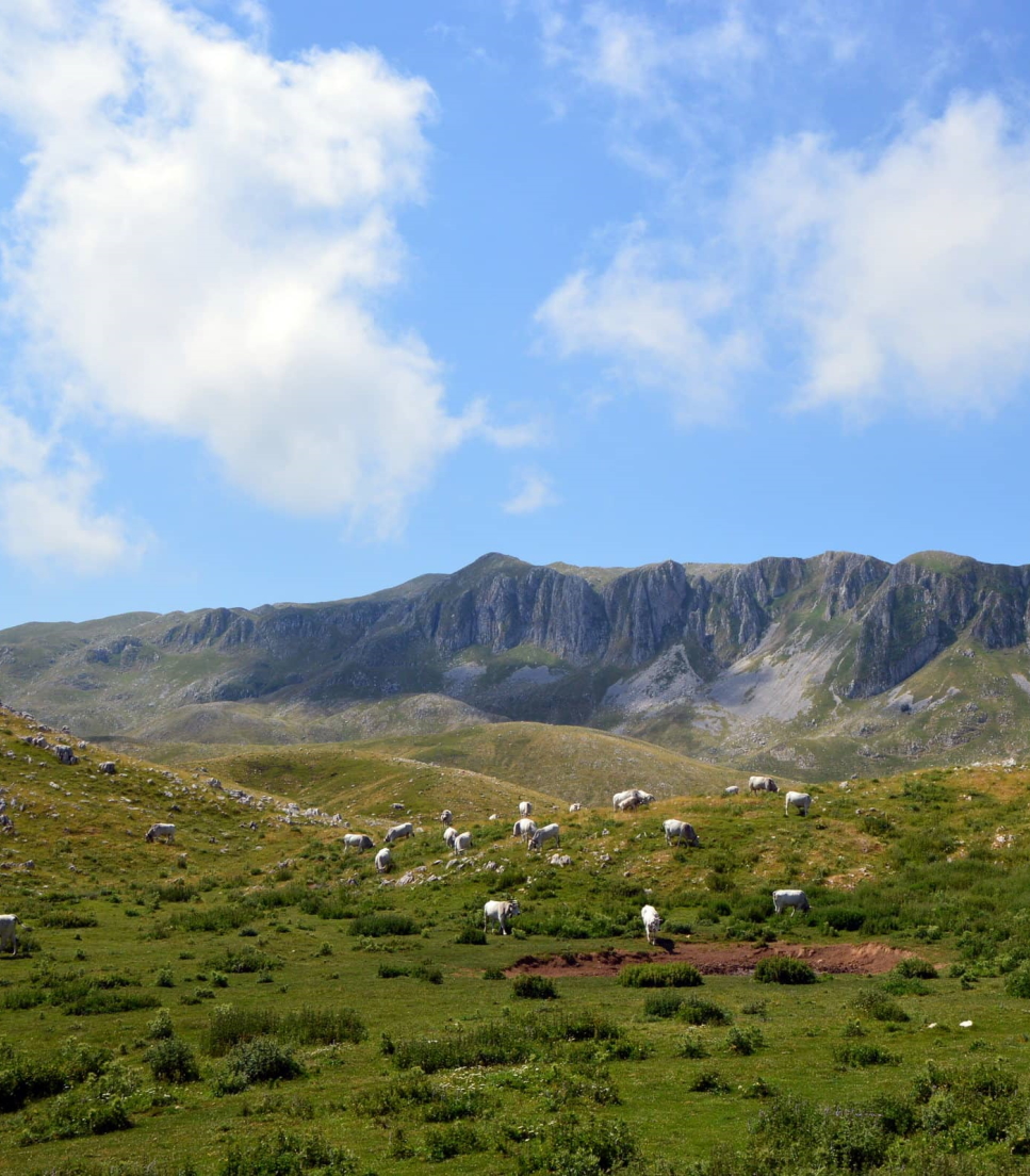 Escursioni in motoslitta e quad