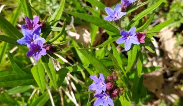 Riserva Naturale Regionale Bosco Casale – Oasi LIPU