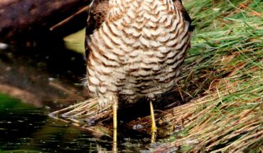 Riserva Naturale Regionale Bosco Casale – Oasi LIPU