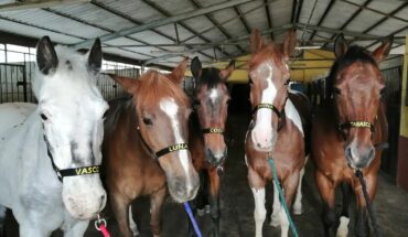 Passeggiate a cavallo/Ippoterapia