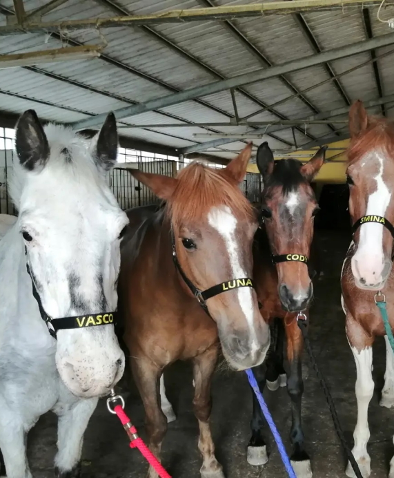 Passeggiate a cavallo/Ippoterapia