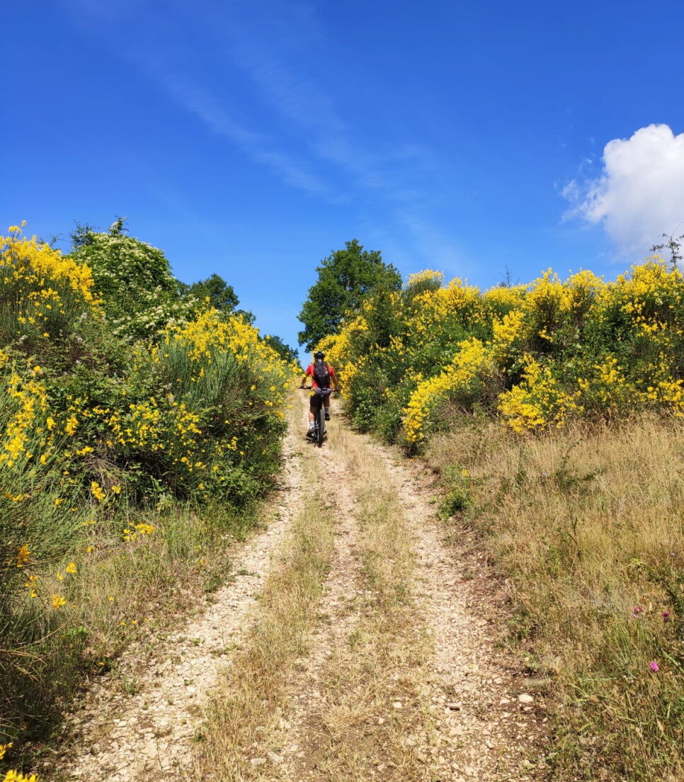 Escursioni e noleggio E-Bike Pesche