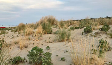 Dune di Petacciato