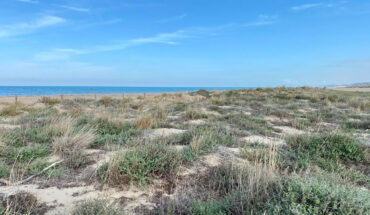 Dune di Petacciato