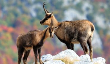 Parco Nazionale d’Abruzzo, Lazio e Molise