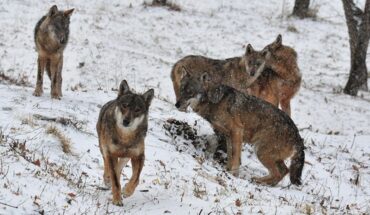 Parco Nazionale d’Abruzzo, Lazio e Molise
