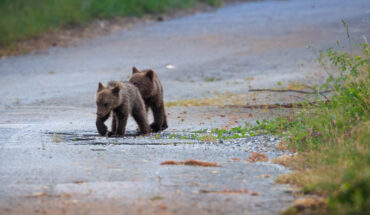 Parco Nazionale d’Abruzzo, Lazio e Molise