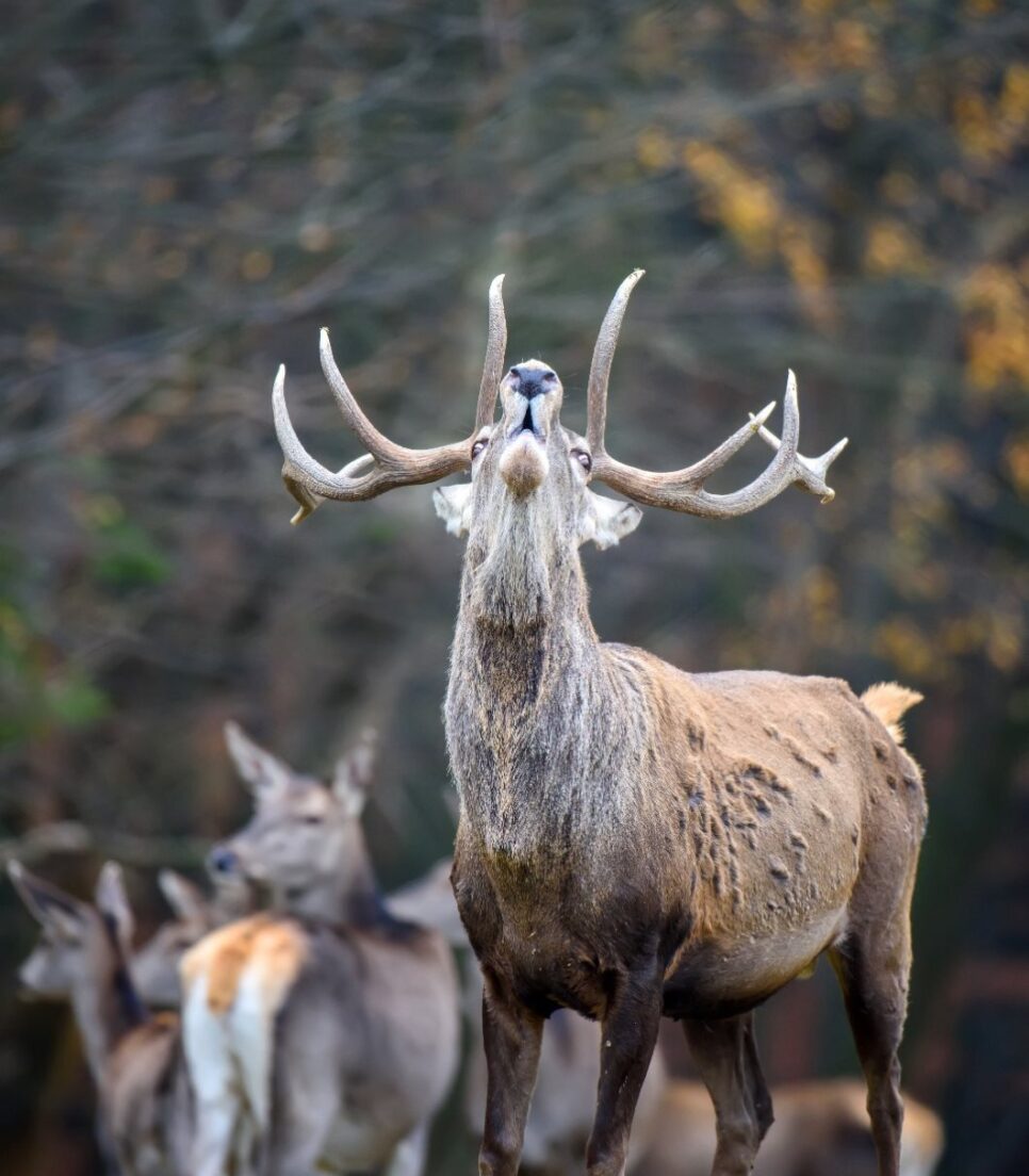 Parco Nazionale d’Abruzzo, Lazio e Molise