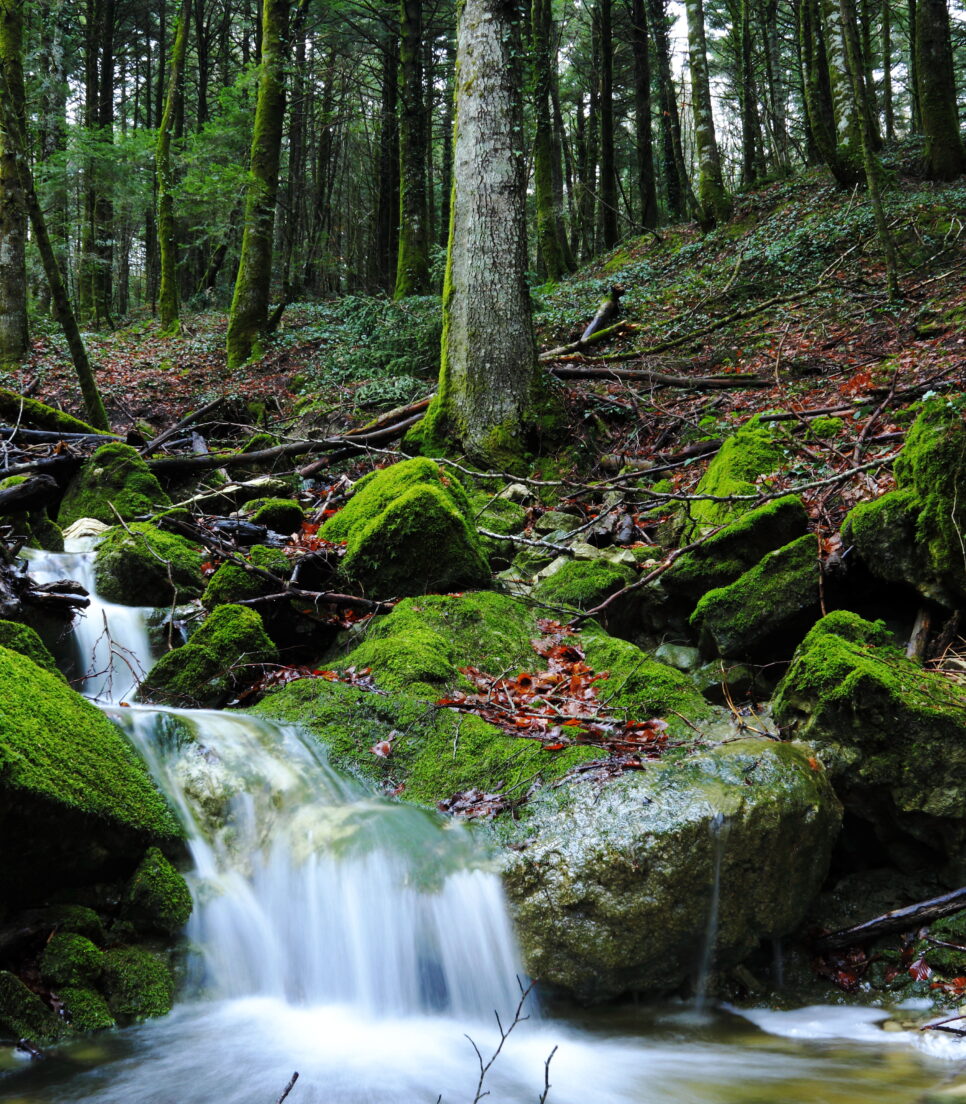 Riserva Naturale di Collemeluccio