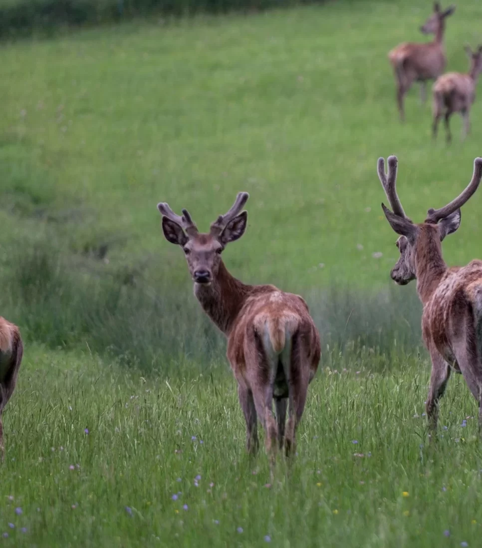 Collemeluccio-Montedimezzo MAB Nature Reserve