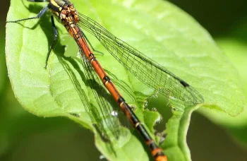 Regional Nature Reserve Bosco Casale – LIPU Oasis
