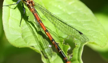 Regional Nature Reserve Bosco Casale – LIPU Oasis
