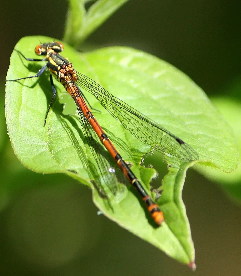 Regional Nature Reserve Bosco Casale – LIPU Oasis