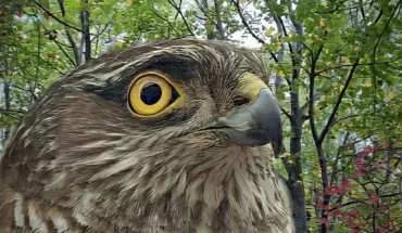 Regional Nature Reserve Bosco Casale – LIPU Oasis